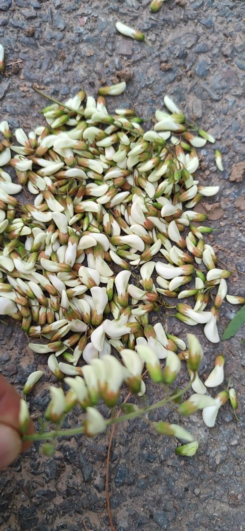 甘肃天水杨槐花