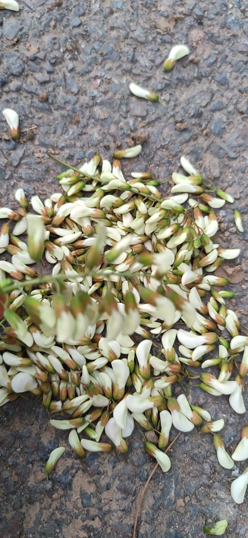 甘肃天水杨槐花