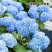绣球花种籽子八仙花种四季播种开花易活盆栽庭院无尽夏绣球花