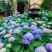绣球花种籽子八仙花种四季播种开花易活盆栽庭院无尽夏绣球花