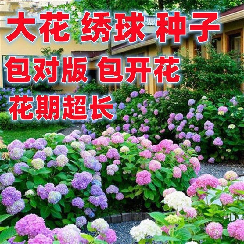 绣球花种籽子八仙花种四季播种开花易活盆栽庭院无尽夏绣球花