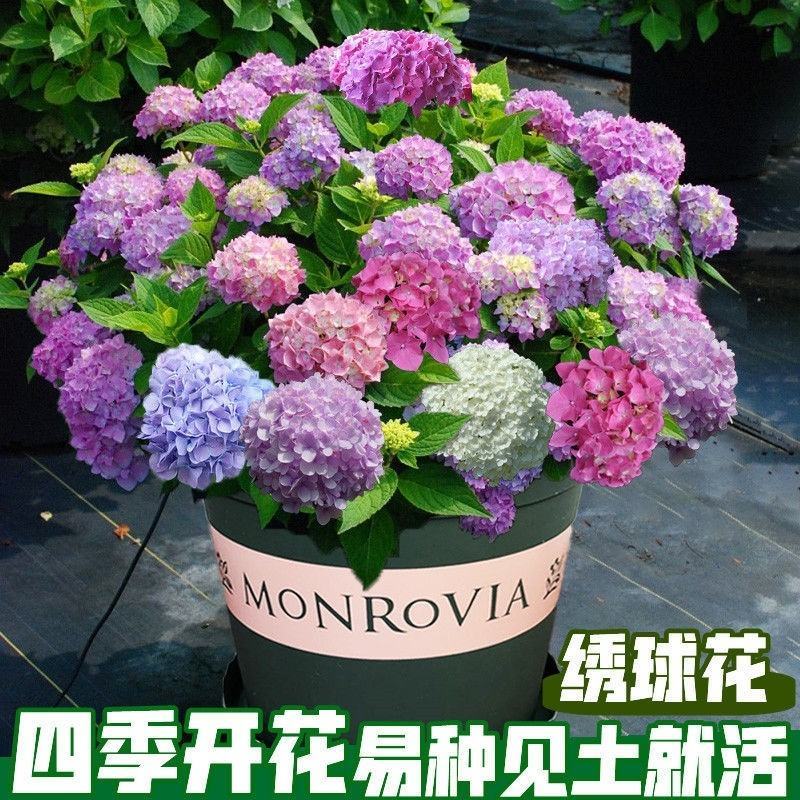 绣球花种籽子八仙花种四季播种开花易活盆栽庭院无尽夏绣球花