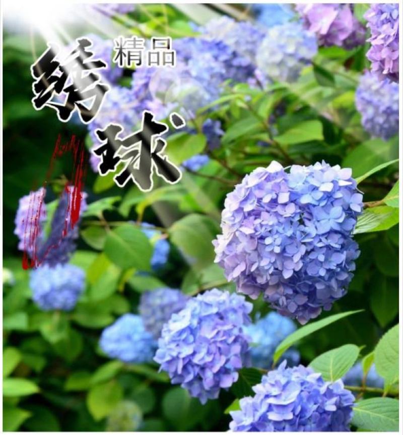 绣球花种籽子八仙花种四季播种开花易活盆栽庭院无尽夏绣球花