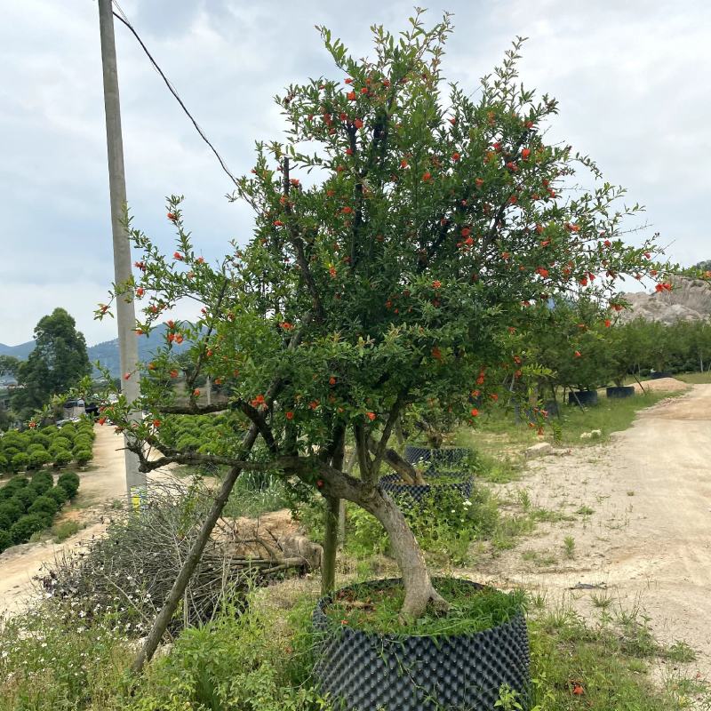【果石榴】各种规格福建漳州基地直发欢迎合作洽谈