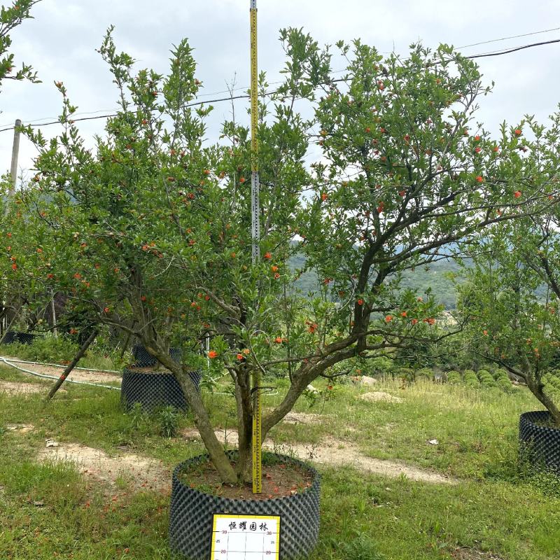 【果石榴】各种规格福建漳州基地直发欢迎合作洽谈