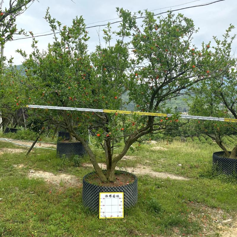 【果石榴】各种规格福建漳州基地直发欢迎合作洽谈