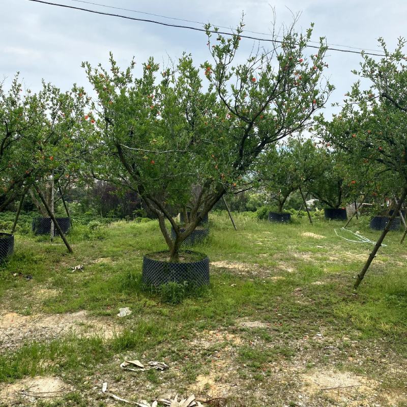 【果石榴】各种规格福建漳州基地直发欢迎合作洽谈