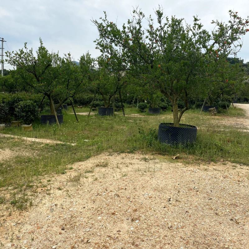【果石榴】各种规格福建漳州基地直发欢迎合作洽谈