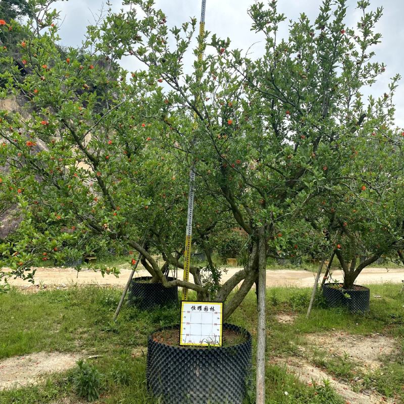 【果石榴】各种规格福建漳州基地直发欢迎合作洽谈