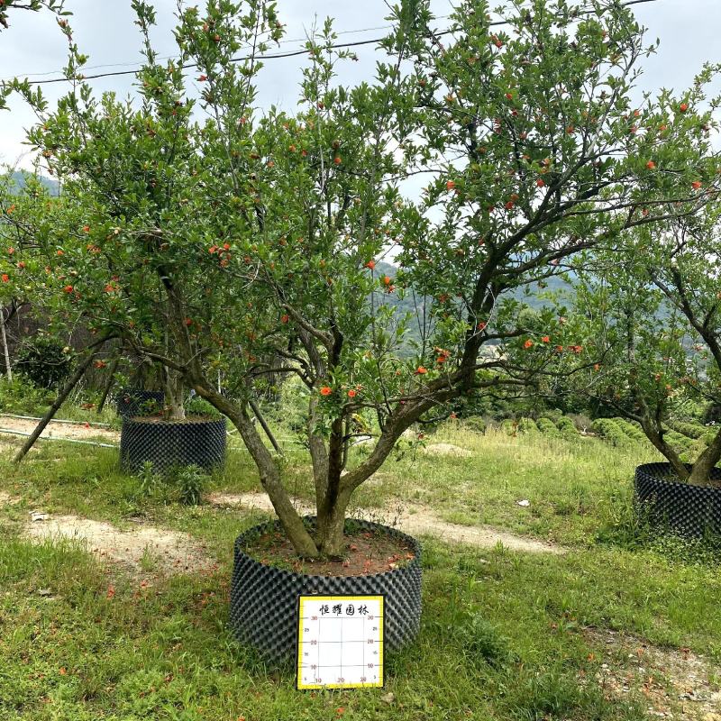 【果石榴】各种规格福建漳州基地直发欢迎合作洽谈