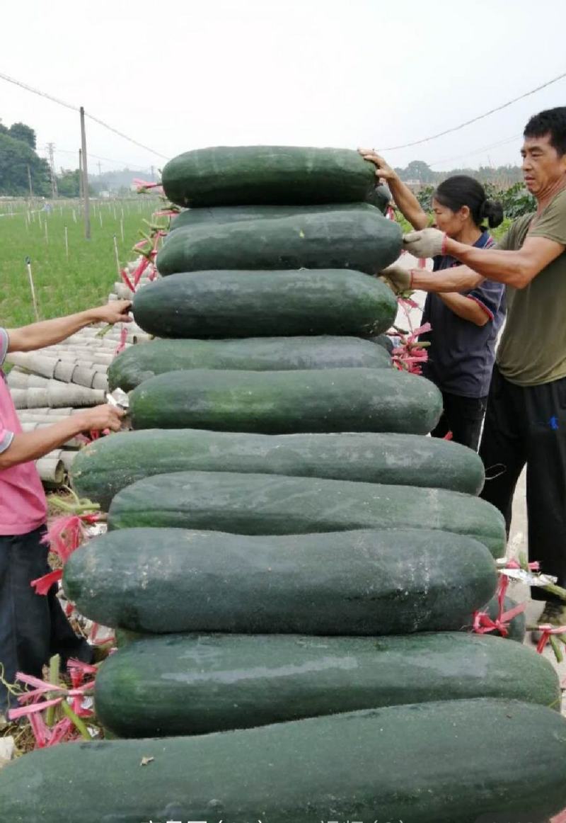 桂林吊冬瓜黑皮冬瓜单个30斤以上无花皮黑东瓜