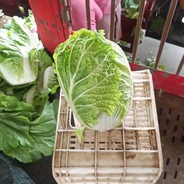 河北临漳黄心大白菜产地直销需要联系