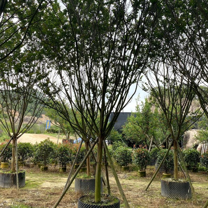 【小叶紫薇细叶紫薇紫金花】各种规格欢迎合作洽谈