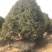 桂花树精品桂花树直径2.5米规格齐全基地直供