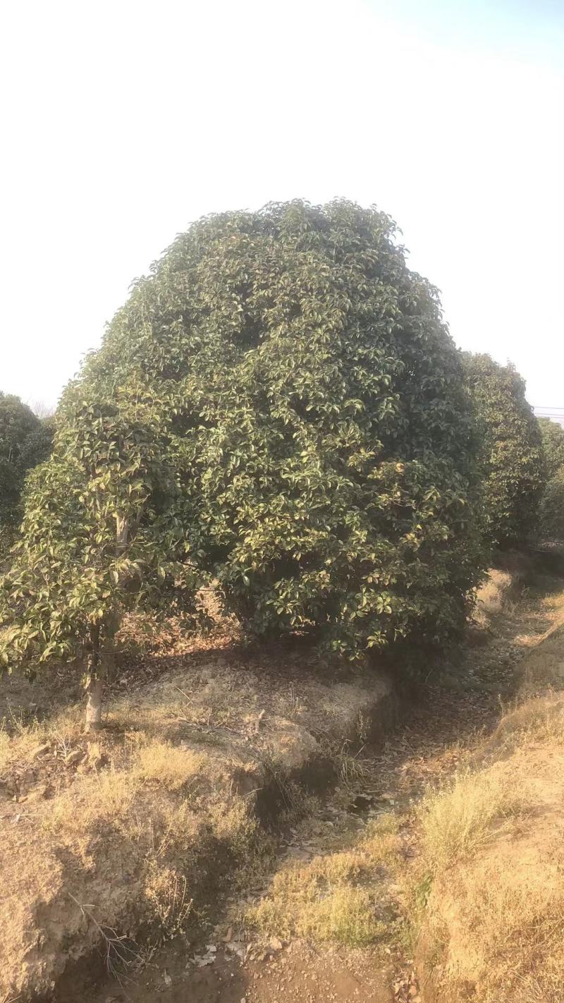 桂花树精品桂花树直径2.5米规格齐全基地直供