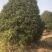 桂花树精品桂花树直径2.5米规格齐全基地直供