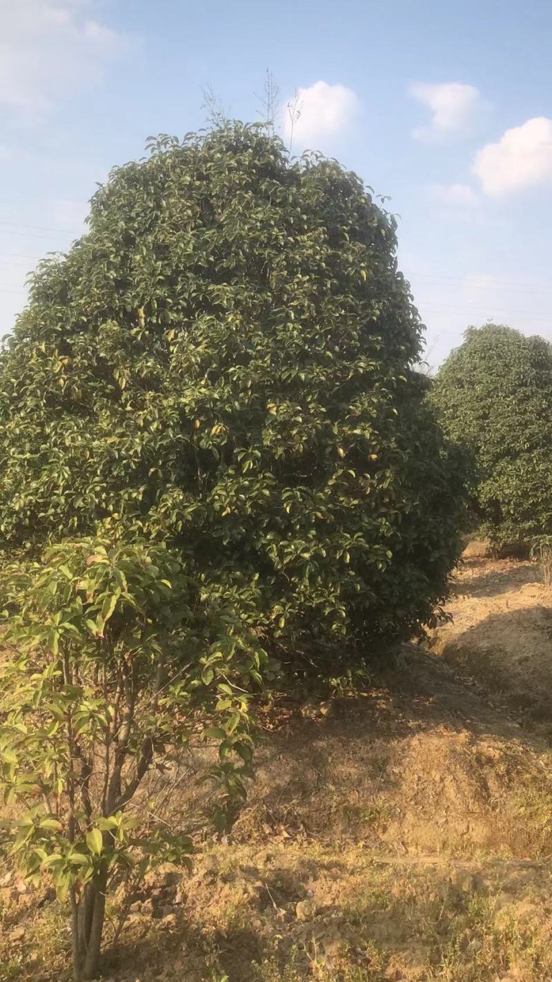 桂花树精品桂花树直径2.5米规格齐全基地直供