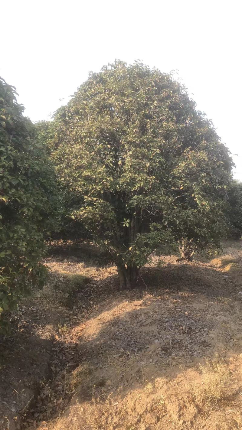 桂花树精品桂花树直径2.5米规格齐全基地直供
