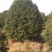 桂花树精品桂花树直径2.5米规格齐全基地直供