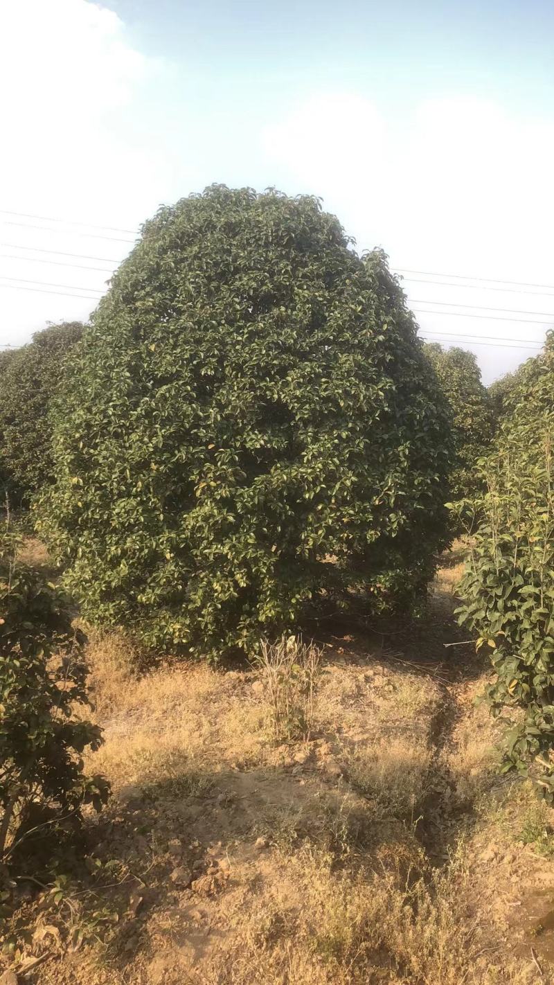 桂花树精品桂花树直径2.5米规格齐全基地直供
