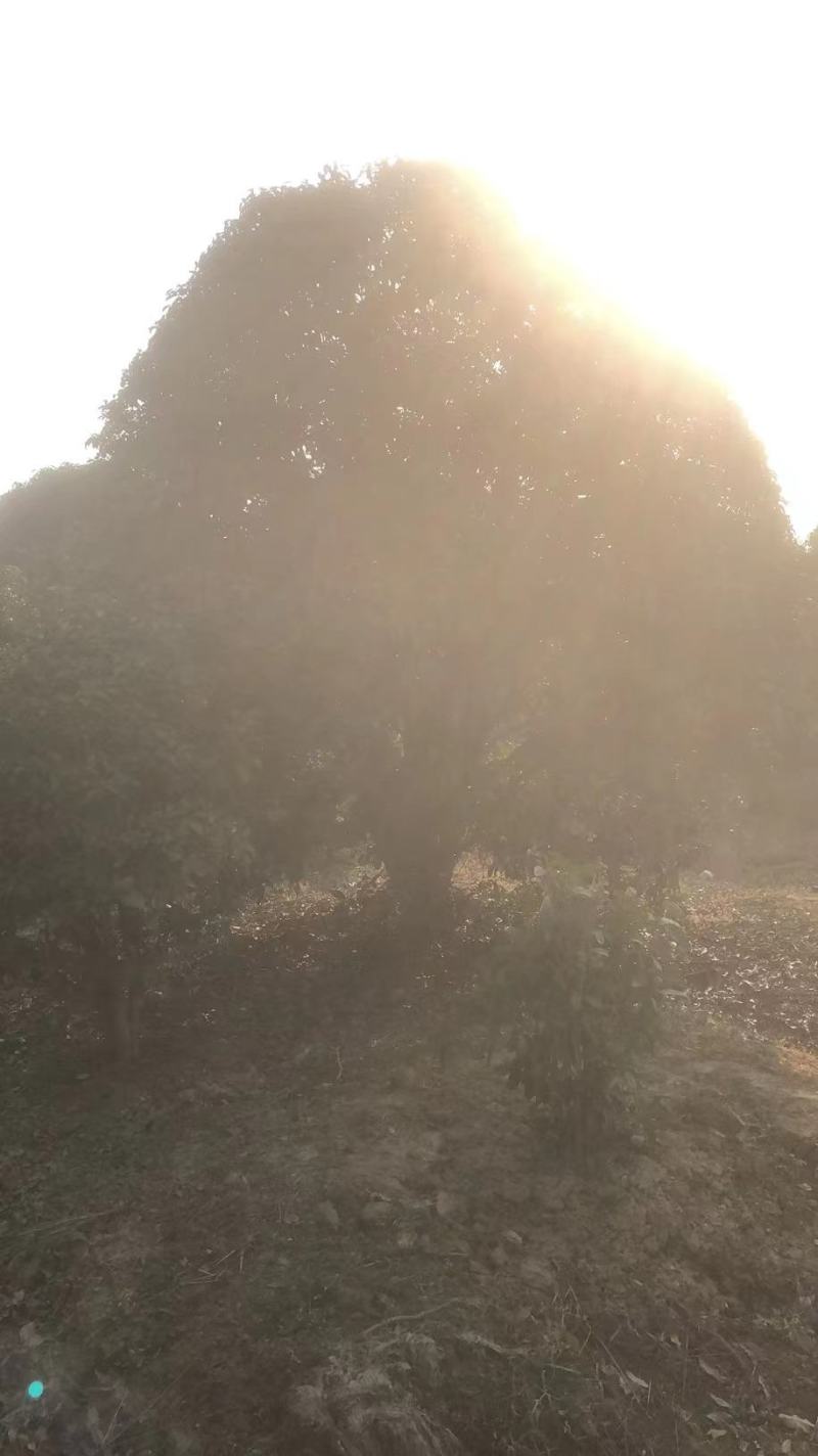 桂花树精品桂花树直径2.5米规格齐全基地直供