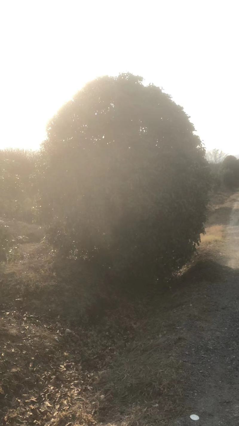 桂花树精品桂花树直径2.5米规格齐全基地直供