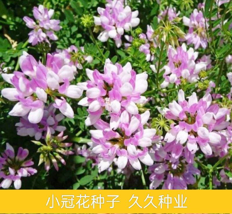 小冠花种子护坡灌木花草四季可播室外易种室内阳台盆栽花卉