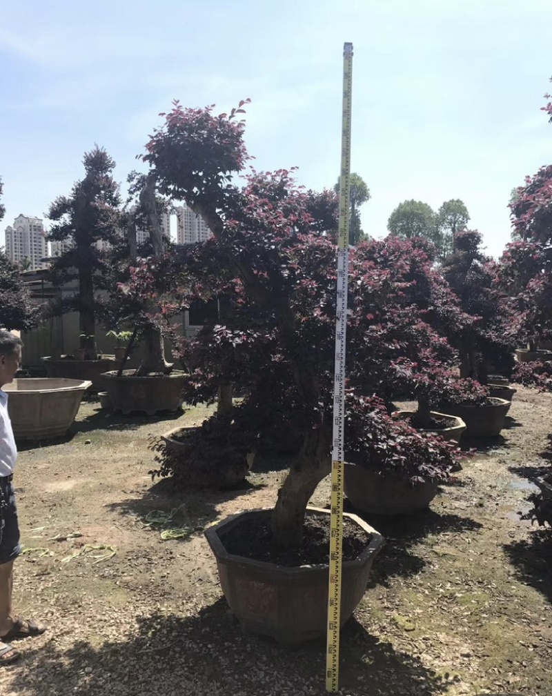 红花继木桩园福建漳浦红花继木桩园别墅🏡大小规格齐全