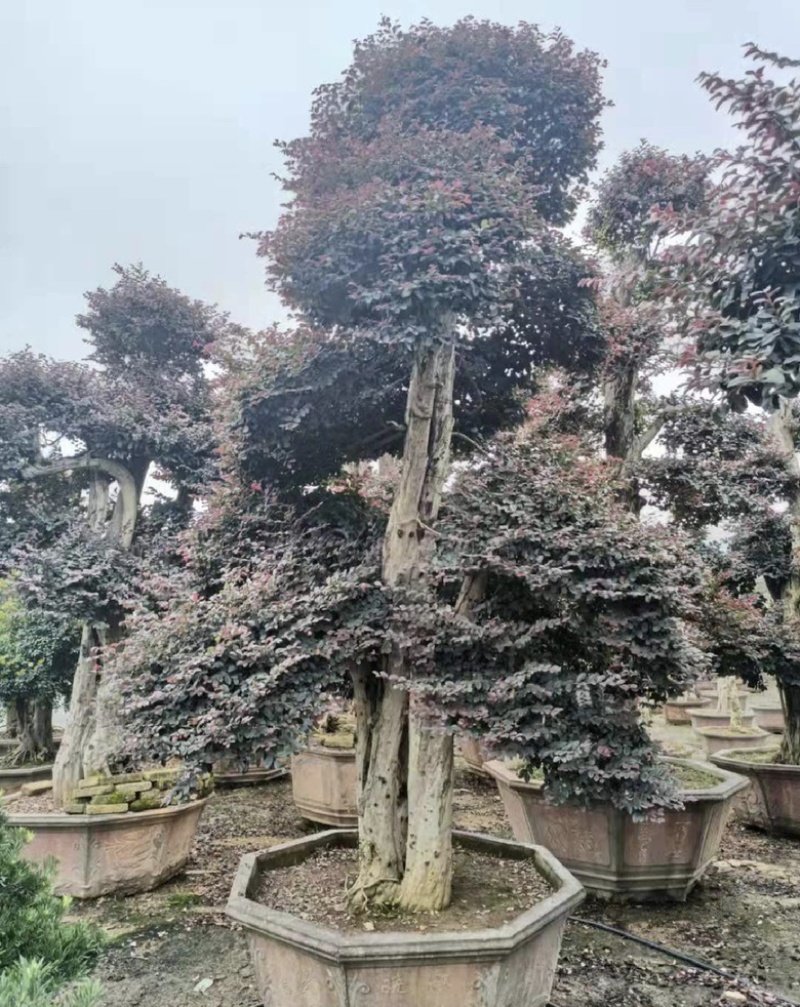 红花继木桩园福建漳浦红花继木桩园别墅🏡大小规格齐全
