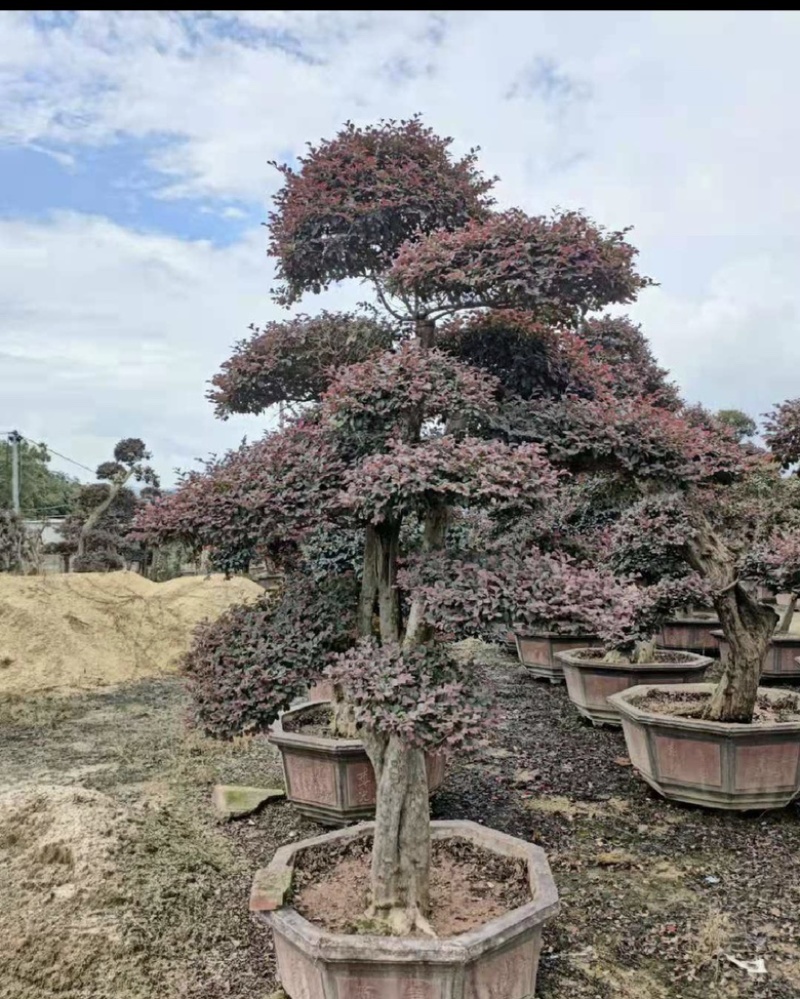 红花继木桩园福建漳浦红花继木桩园别墅🏡大小规格齐全