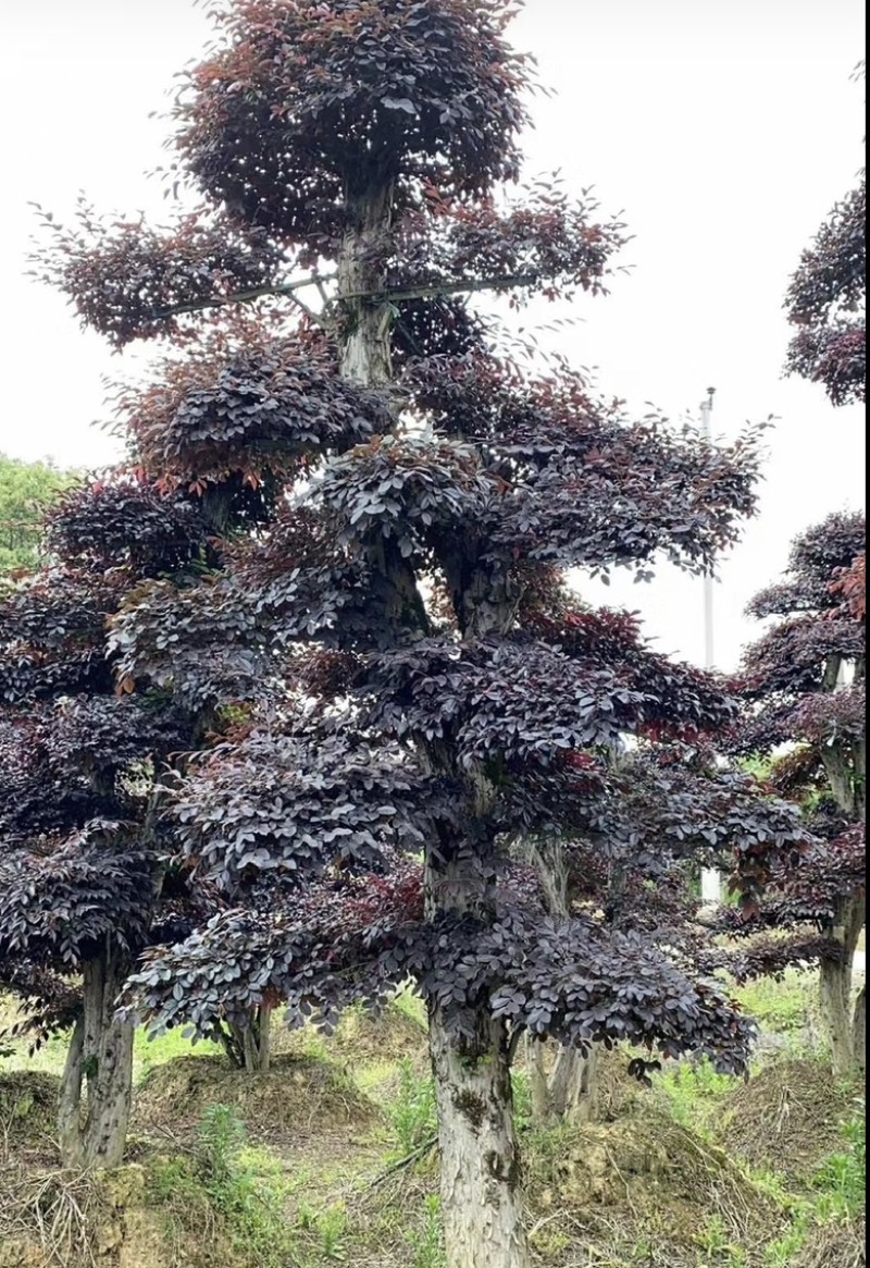 红花继木桩园福建漳浦红花继木桩园别墅🏡大小规格齐全
