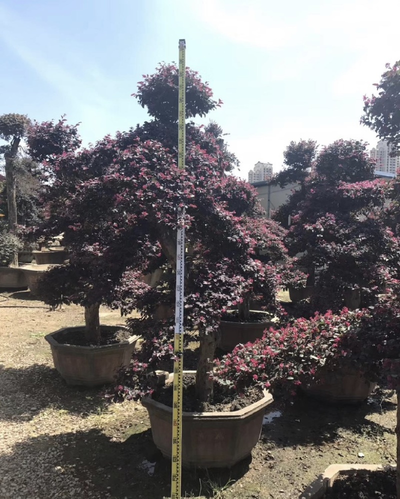 红花继木桩园福建漳浦红花继木桩园别墅🏡大小规格齐全