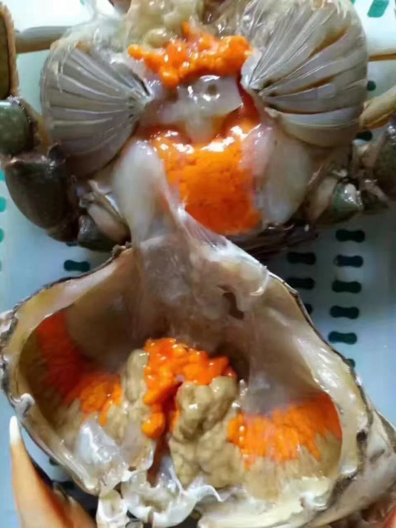要卖青蟹