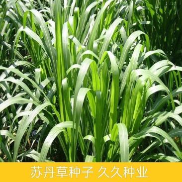 苏丹草种子四季鱼草牛羊种牧草种子耐旱四季养殖猪鸡鸭鹅草籽
