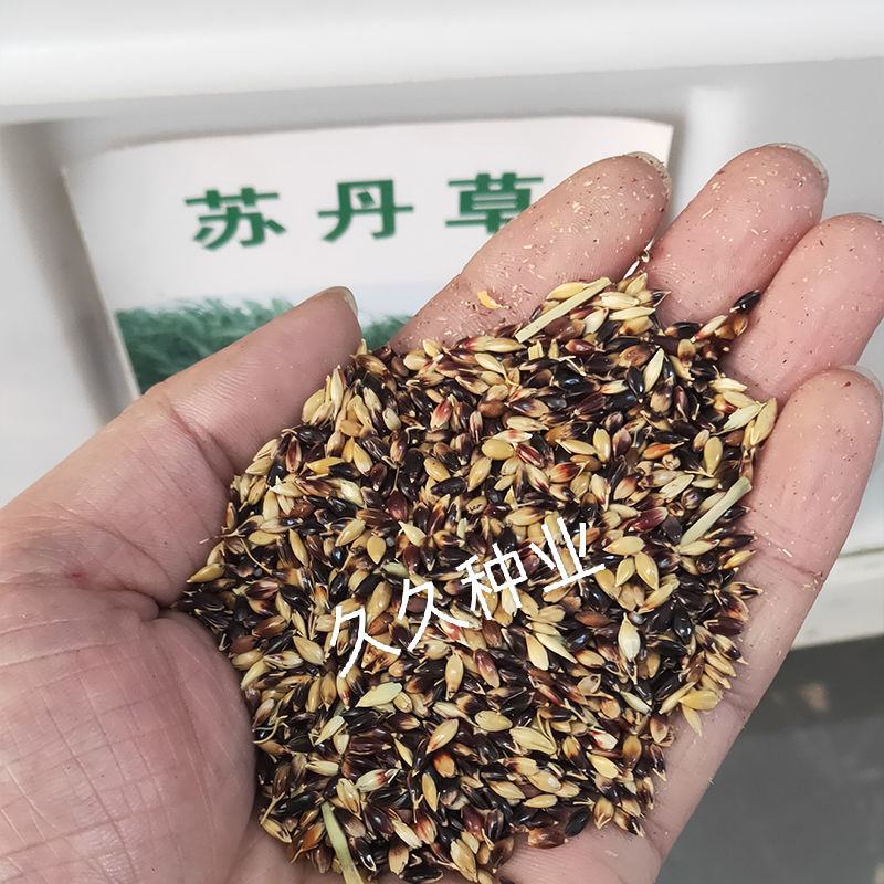 苏丹草种子四季鱼草牛羊种牧草种子耐旱四季养殖猪鸡鸭鹅草籽