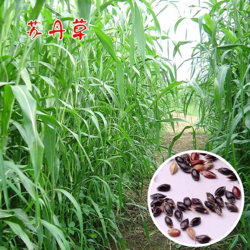 苏丹草种子四季鱼草牛羊种牧草种子耐旱四季养殖猪鸡鸭鹅草籽
