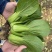 【优选】陆地精品菜，通货，食品厂专用菜等。质量优良。