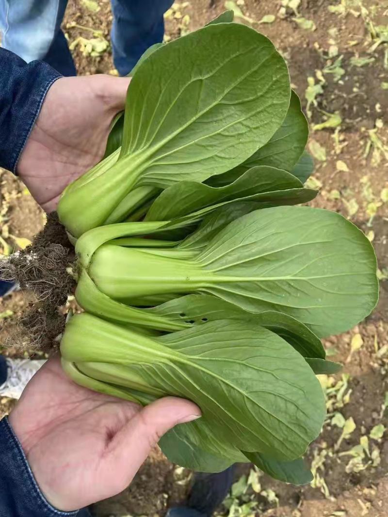 【优选】陆地精品菜，通货，食品厂专用菜等。质量优良。