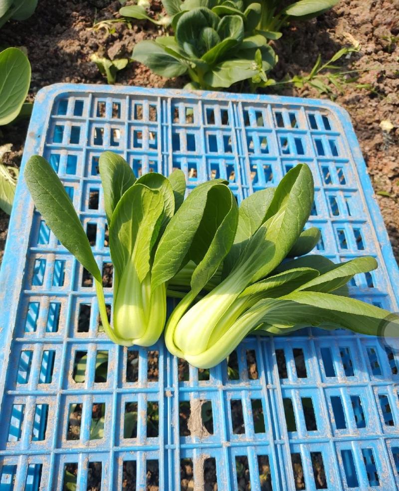 【优选】陆地精品菜，通货，食品厂专用菜等。质量优良。