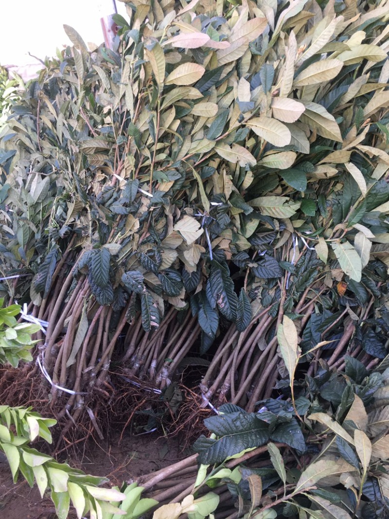 枇杷苗嫁接枇杷树苗大五星南方北方种植盆栽地栽果树苗琵琶苗