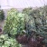 枇杷苗嫁接枇杷树苗大五星南方北方种植盆栽地栽果树苗琵琶苗