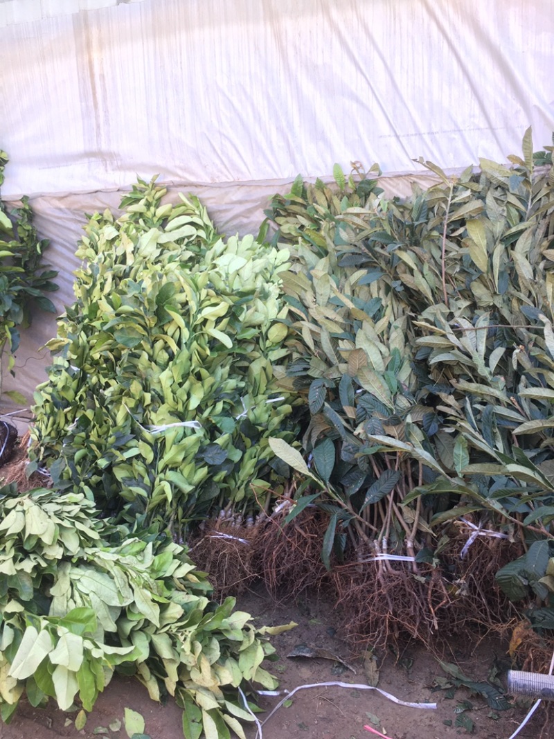 枇杷苗嫁接枇杷树苗大五星南方北方种植盆栽地栽果树苗琵琶苗