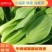 【优选】精品安徽上海青小油菜，常年供货，产地直发，质量好