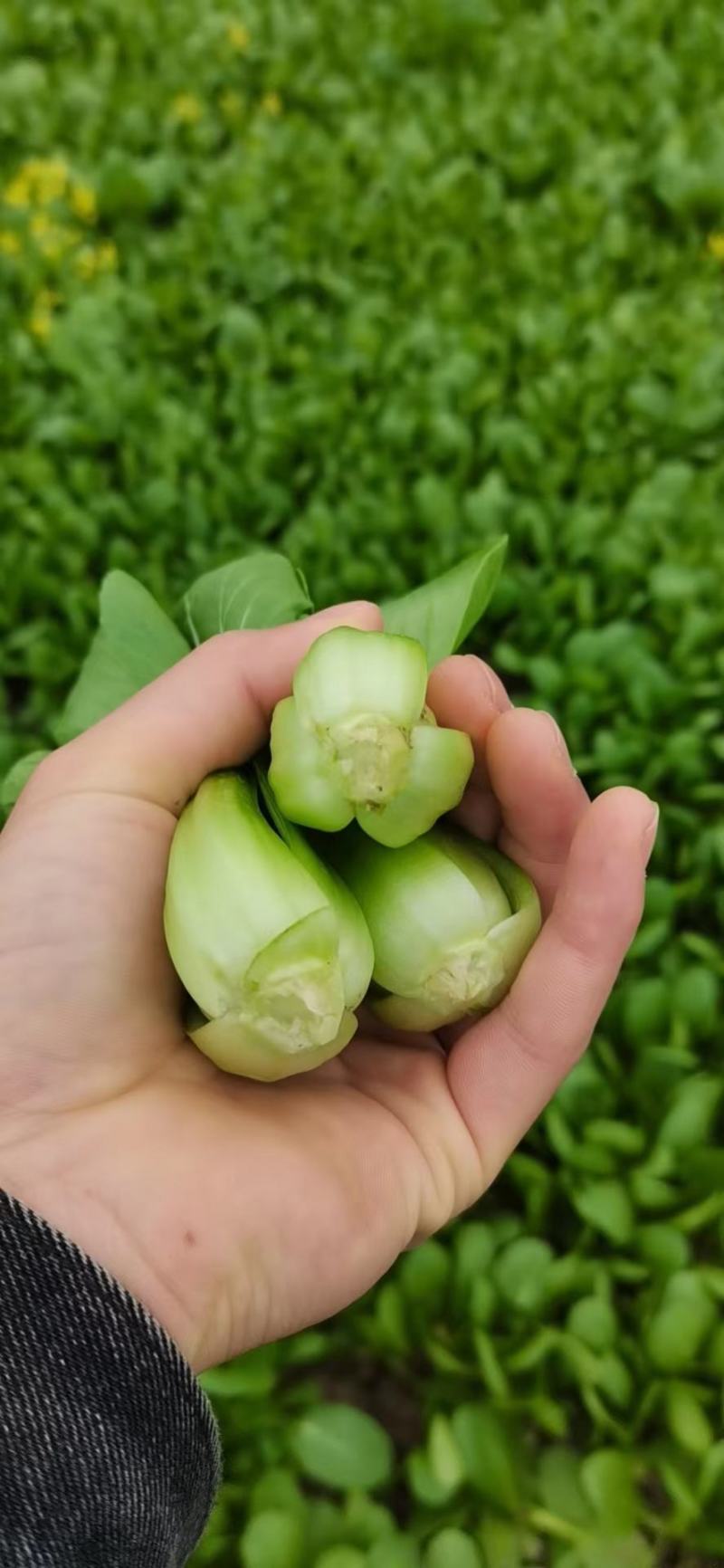 【优选】精品安徽上海青小油菜，常年供货，产地直发，质量好