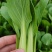 【优选】精品安徽上海青小油菜，常年供货，产地直发，质量好