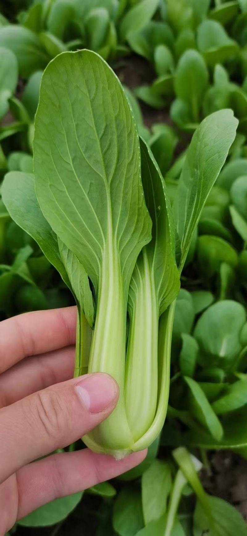 【优选】精品安徽上海青小油菜，常年供货，产地直发，质量好