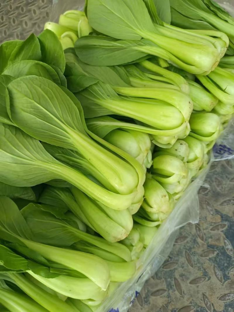 【优选】精品安徽上海青小油菜，常年供货，产地直发，质量好