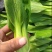 【优选】精品安徽上海青小油菜，常年供货，产地直发，质量好