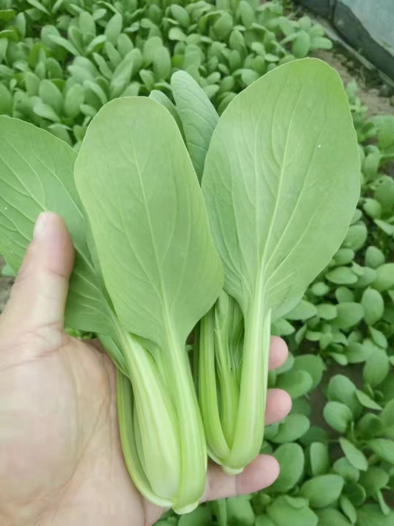 【优选】精品安徽上海青小油菜，常年供货，产地直发，质量好