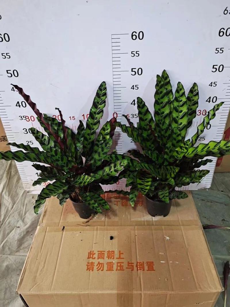 猫眼豹纹竹芋盆栽招财绿植办公室内客厅桌面观叶植物喜阴四季